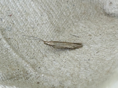 Speckled Case-bearer
