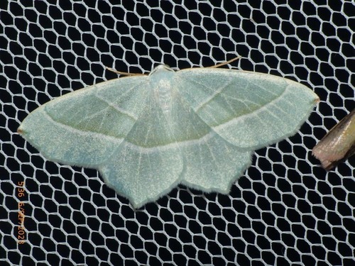 Campaea margaritaria