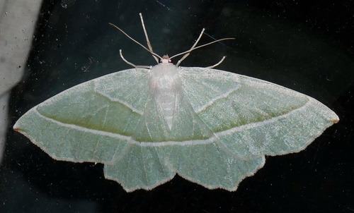Campaea margaritaria