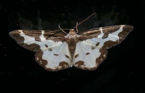 Lomaspilis marginata