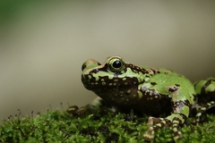 Assam Cascade Frog photo 3