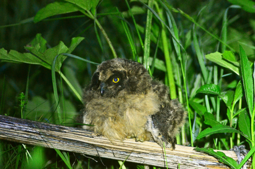 Hibou des marais, jeune