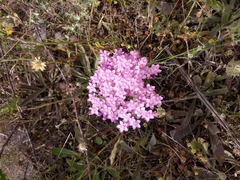 Centaurium erythraea image