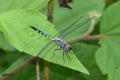 Brachydiplax sobrina