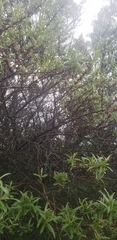 Hippophae rhamnoides