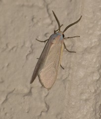 Pygarctia pterygostigma