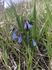 Mertensia lanceolata