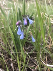 Mertensia lanceolata