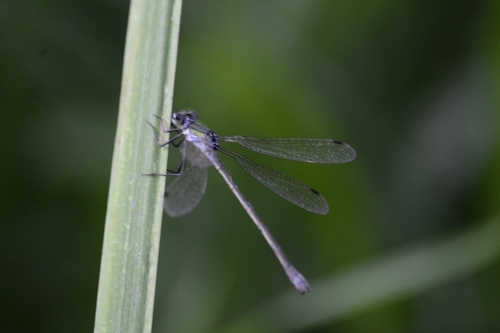 Common Spreadwing, photo 3 of 7