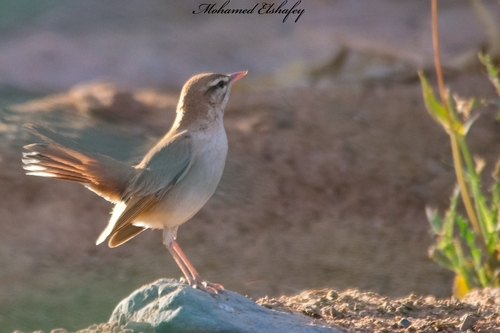 Rufous-tailed Scrub-Robin