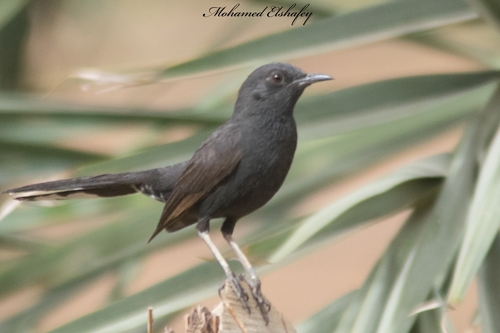 Black Scrub-Robin