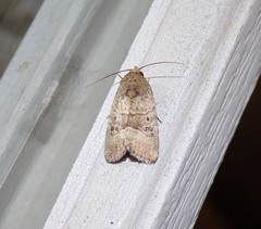 Elaphria fuscimacula