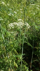 Conium maculatum