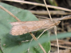 Nomophila nearctica