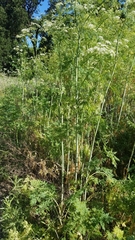 Conium maculatum