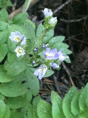 Polemonium californicum