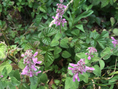 Stachys ajugoides