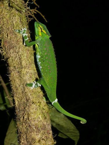 Wiedersheim's Montane Chameleon