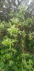 Hippophae rhamnoides