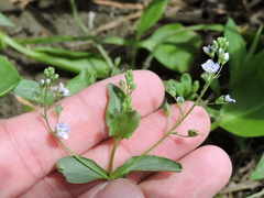 Veronica anagallis-aquatica