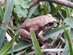 Arthroleptis stenodactylus