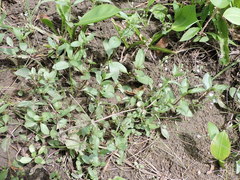 Veronica anagallis-aquatica