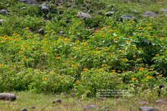 Heliopsis annua