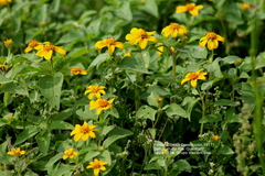 Heliopsis annua