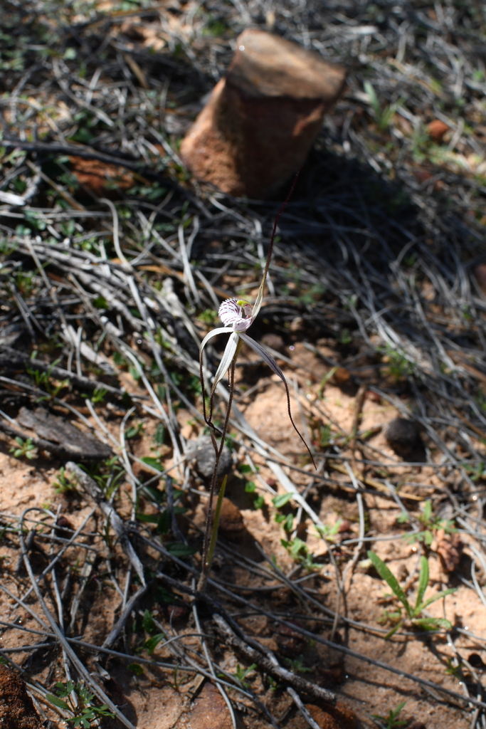Caladenia nobilis