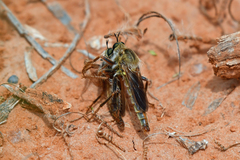 Ospriocerus
