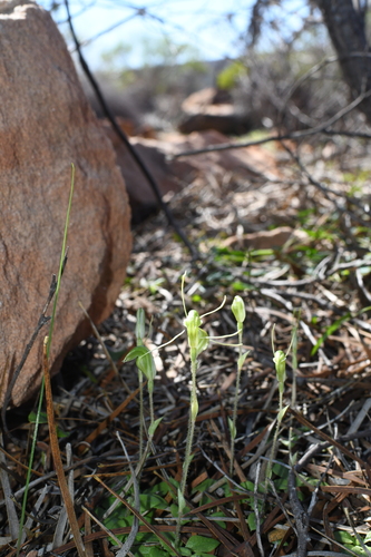 Image of Pterostylis setulosa by (c) Em Lamond, some rights reserved (CC BY)