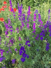 Consolida orientalis