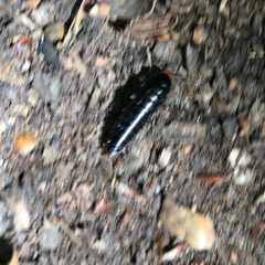 Dendroxena quadrimaculata