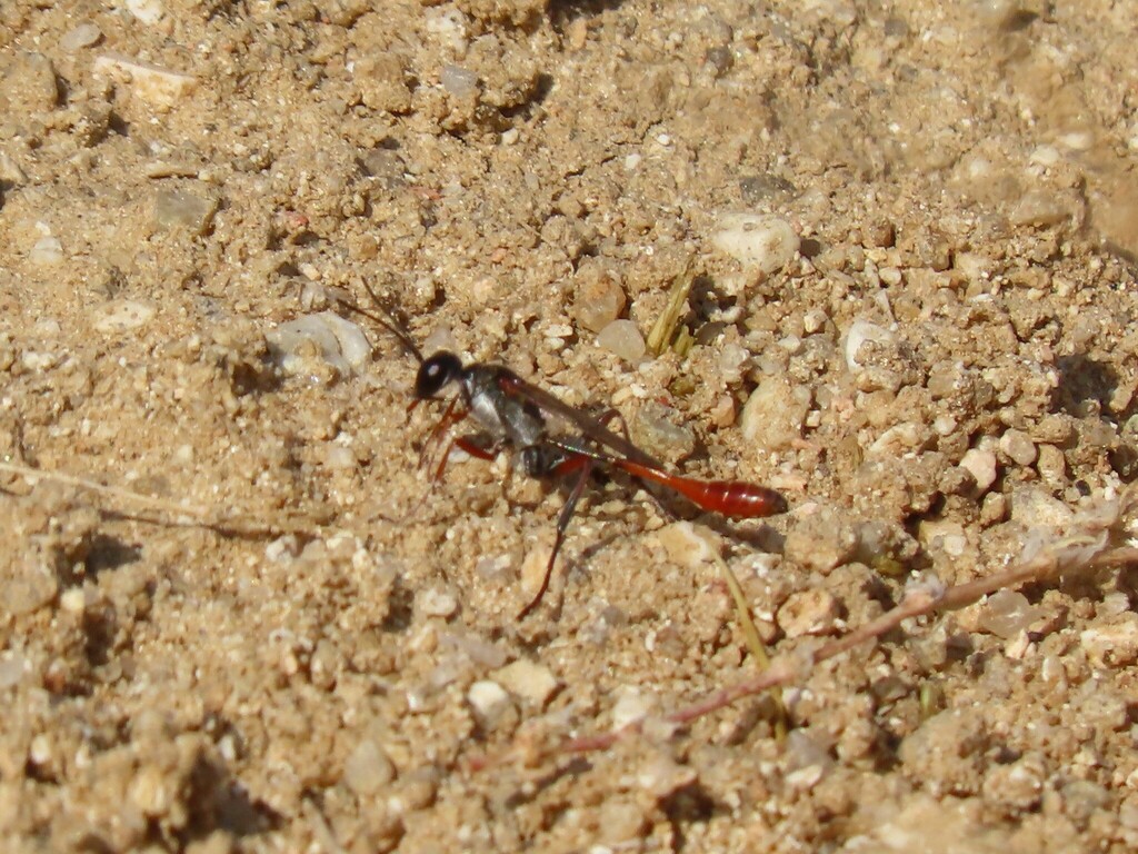 Ammophila laevicollis