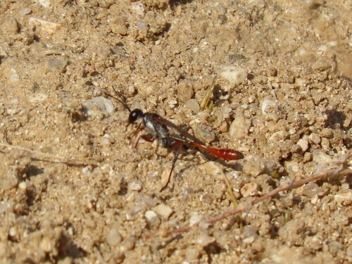 Ammophila laevicollis
