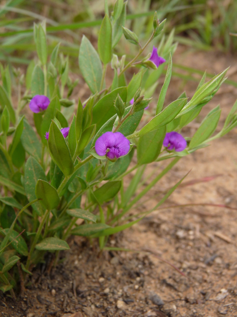 Polygala transvaalensis