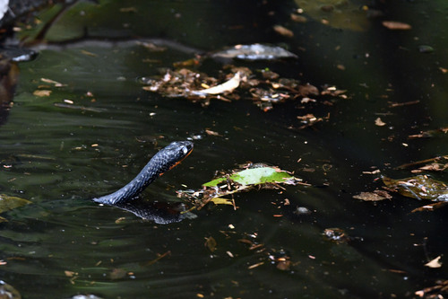 Erythrolamprus taeniogaster