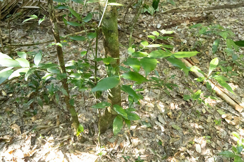 Image of Agathis robusta by (c) Lewis, some rights reserved (CC BY-SA)