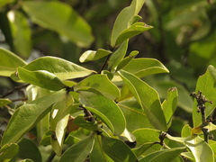 Daphnopsis caracasana