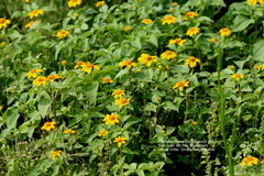 Heliopsis annua