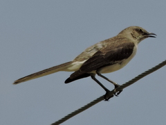 Mimus polyglottos
