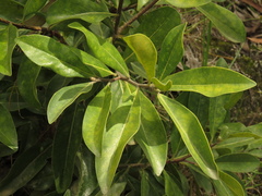 Daphnopsis caracasana
