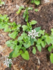 Valeriana sitchensis
