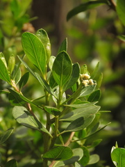 Baccharis macrantha