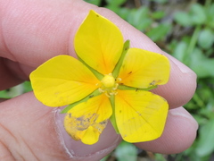 Ludwigia peploides