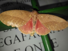 Adeloneivaia subangulata