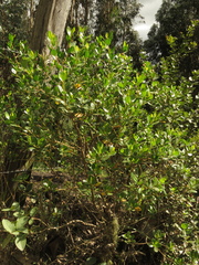 Baccharis macrantha