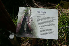 Eucalyptus jacksonii