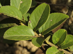 Xylosma spiculifera