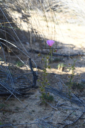 Image of Drosera neesii by (c) Em Lamond, some rights reserved (CC BY)